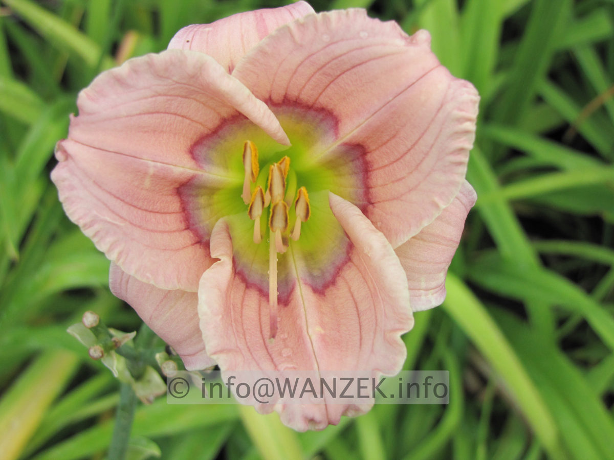 Hemerocallis Siloam David Kirk Macro1.JPG